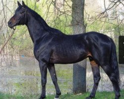 stallion Olim (Russian Trakehner, 2010, from Hemfris)