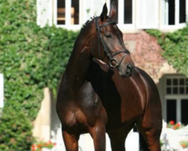 broodmare Charlet (Hanoverian, 2003, from Conteur)