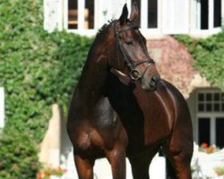 dressage horse Charlet (Hannoveraner, 2003, from Conteur)