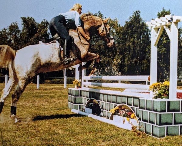 Pferd Roland (Knabstrupper, 1986, von Harlekin Frydenlund)