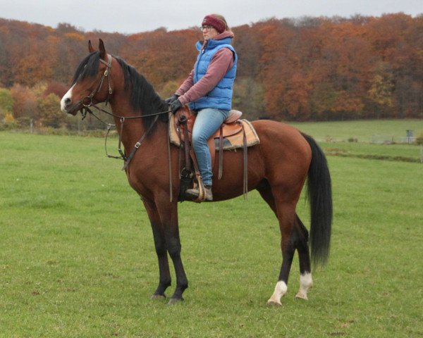 horse Arwel (Arabian thoroughbred, 2016)