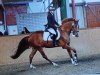 jumper Vitoleron (Danish Warmblood, 2014, from Valeron)