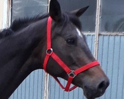 broodmare Argenta (Russian Trakehner, 2007, from Granit)