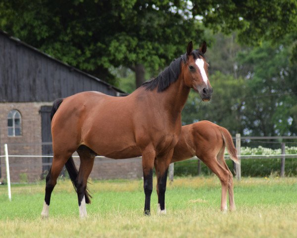 broodmare Reduster Fleur (KWPN (Royal Dutch Sporthorse),  , from De Goede Ree Now or Never)