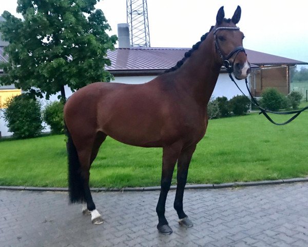 dressage horse Charmed Charlotte (Oldenburg, 2013, from President's Chagall D&r)