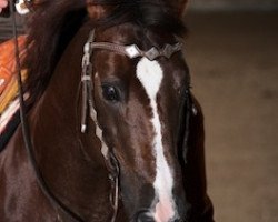 Deckhengst Blue Eyed Benito (Quarter Horse, 1998, von Jacs Fancy Benito)