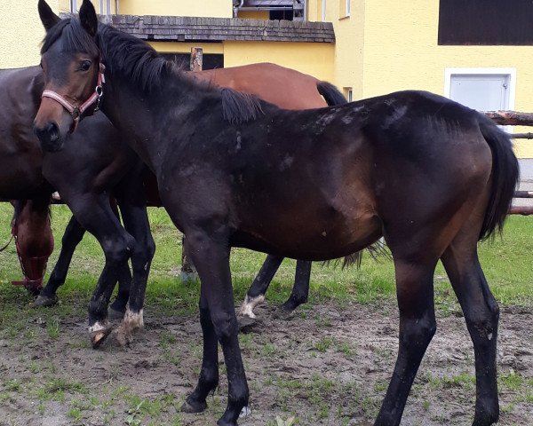 horse Violette (Russian Trakehner, 2019, from Hengar)