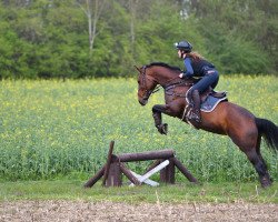 Springpferd Chico's Corona (Hannoveraner, 2009, von Chico's Boy)