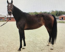 broodmare Parlea (Westphalian, 2012, from Peking)