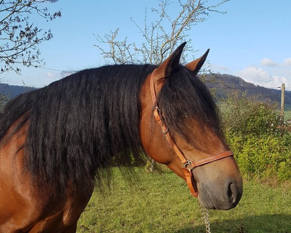 Pferd Luca (Pura Raza Espanola (PRE), 2015)