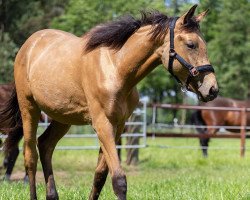 dressage horse Quite for me (Westphalian, 2019, from Qaside Md)