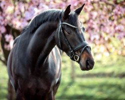 Zuchtstute Glorious Holly (Westfale, 2015, von Governor-Str)