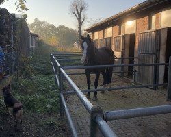 jumper Laredo con Viento (German Sport Horse, 2003, from Landrebell)