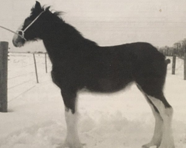 Zuchtstute Westwood Royal A.K. Lindsay (Clydesdale, 2006, von 2S Tailor Made Sir George)