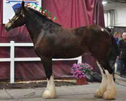 broodmare SCA Top Gun Aristocratic Jewel (Clydesdale, 2006, from Twin Creek Victor's Top Gun)