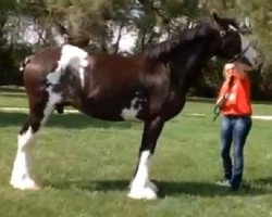 broodmare Ozark's Royal White Cap (Clydesdale, 2005, from Plunton Calum Maelogan)