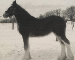 Zuchtstute Ozark's Royal Aton (Clydesdale, 2006, von Cedarlane Hurricane)