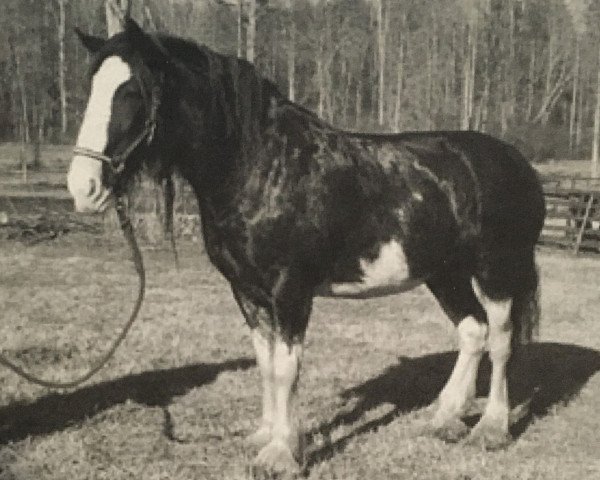 Zuchtstute Kuusamo Charm's Choice (Clydesdale, 1999, von Grandview Sir El Capitan)