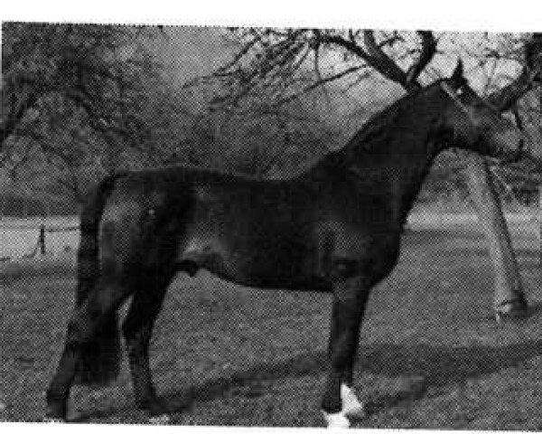stallion Eros (Hanoverian, 1965, from Ernö)