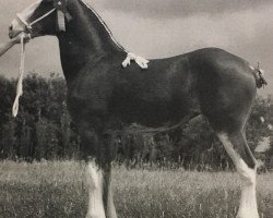 Zuchtstute Highwood Robbie's Hayley (Clydesdale, 2005, von Love's Jane's Robbie)