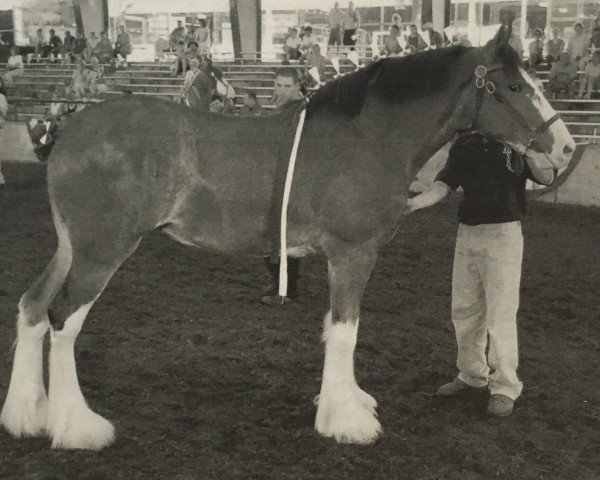 Zuchtstute Hidden Brook Victor Catrina (Clydesdale, 2004, von Thistle Ridge Eaton Victor)