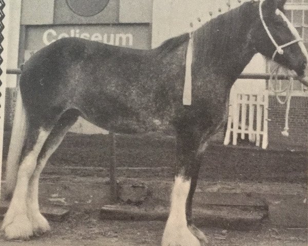 Zuchtstute Northumberland Holly (Clydesdale, 1980, von Northumberland Castle)