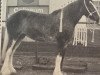 Zuchtstute Northumberland Holly (Clydesdale, 1980, von Northumberland Castle)