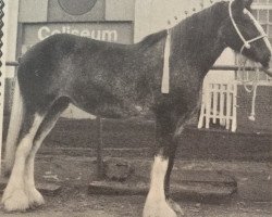 Zuchtstute Northumberland Holly (Clydesdale, 1980, von Northumberland Castle)