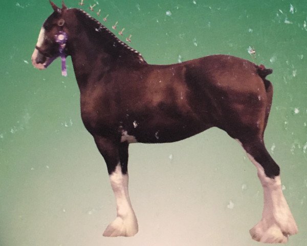 Zuchtstute Glennaught Sweet Nancy (Clydesdale, 2001, von Rock Haven Argyll Duncan)