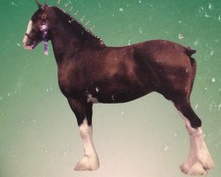 broodmare Glennaught Sweet Nancy (Clydesdale, 2001, from Rock Haven Argyll Duncan)