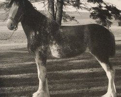 Zuchtstute Glencoe Sweet Roxie (Clydesdale, 2004, von Hughes' Liveoak Candy's Spanky)