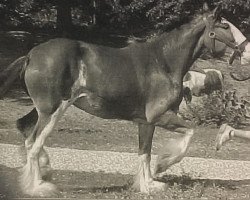 Zuchtstute DI's First Draft Santa Dee (Clydesdale, 2002, von Armageddon's Lord David)