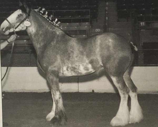 Zuchtstute Dixonville Superfine Gina (Clydesdale, 1997, von West Isle Superfine)