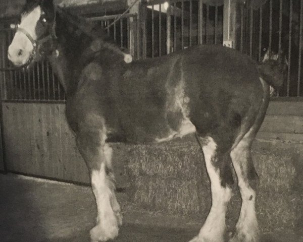 Zuchtstute Centerline's Gypsy Lady (Clydesdale, 2003, von S B H Jake)