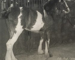 Zuchtstute Centerlines Jazmin (Clydesdale, 2005, von S B H Revelation)