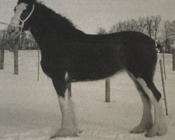 Zuchtstute Brunt-Hill Eve (Clydesdale, 2001, von Doura Sir James)