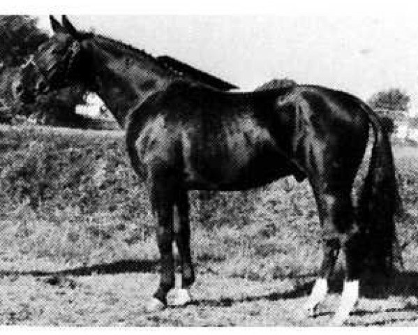 stallion Atlas (Rhinelander, 1977, from Achat)