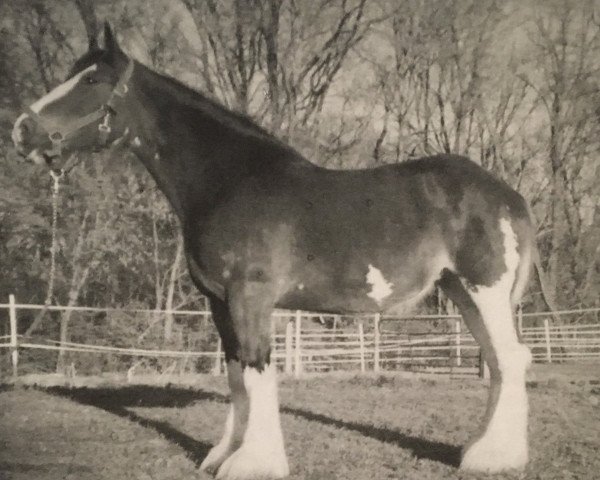 broodmare Brigadoon Duke's Baby Doll (Clydesdale, 1999, from Belleau Derward)