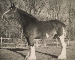 broodmare Brigadoon Duke's Baby Doll (Clydesdale, 1999, from Belleau Derward)