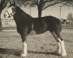 Zuchtstute Battle River Robyn (Clydesdale, 2004, von Grandview Sir El Capitan)