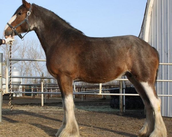 Zuchtstute Karvelton Fairnington Covergirl (Clydesdale, 2004, von Greendykes Fairnington)