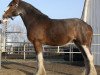 Zuchtstute Karvelton Fairnington Covergirl (Clydesdale, 2004, von Greendykes Fairnington)