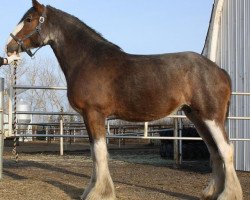 broodmare Karvelton Fairnington Covergirl (Clydesdale, 2004, from Greendykes Fairnington)