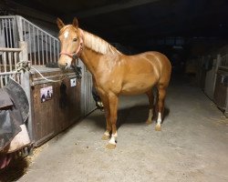 dressage horse Miracle Layla (unknown, 2013, from Cordi)