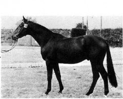 stallion Pando (Rhinelander, 1980, from Patron)