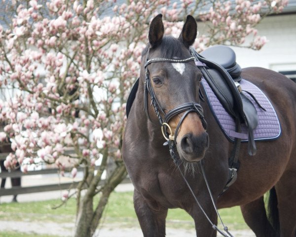 broodmare Ilaria (Trakehner, 2002, from Finley M)