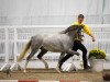 stallion Zeus (Welsh-Pony (Section B), 2017, from Nilantshoeve's Zippo)