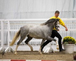 stallion Zeus (Welsh-Pony (Section B), 2017, from Nilantshoeve's Zippo)