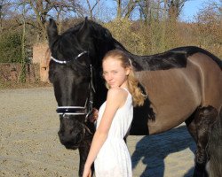 dressage horse Auld-Lely (Friese, 2008, from Fetse 349)