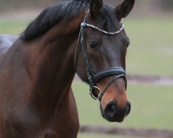 dressage horse Franco Di Santo 3 (Hanoverian, 2014, from Fantastic)